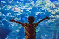 Boy standing in front of an aquarium