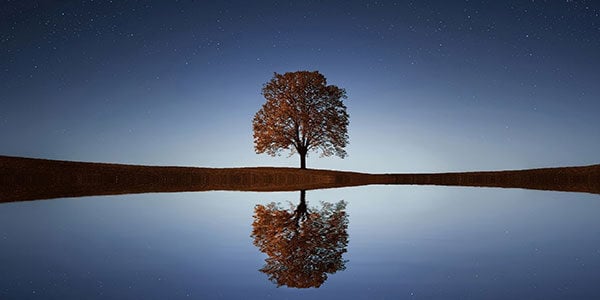 AdobeStock_616489017_tree