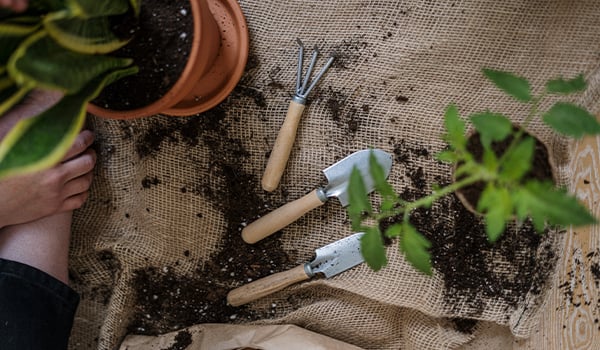 Overhead view of garden trowels, a hand rake and potted plants on soil-scattered burlap