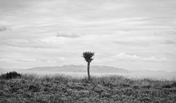 Lone tree in a grassy field under a cloudy sky, in black and white