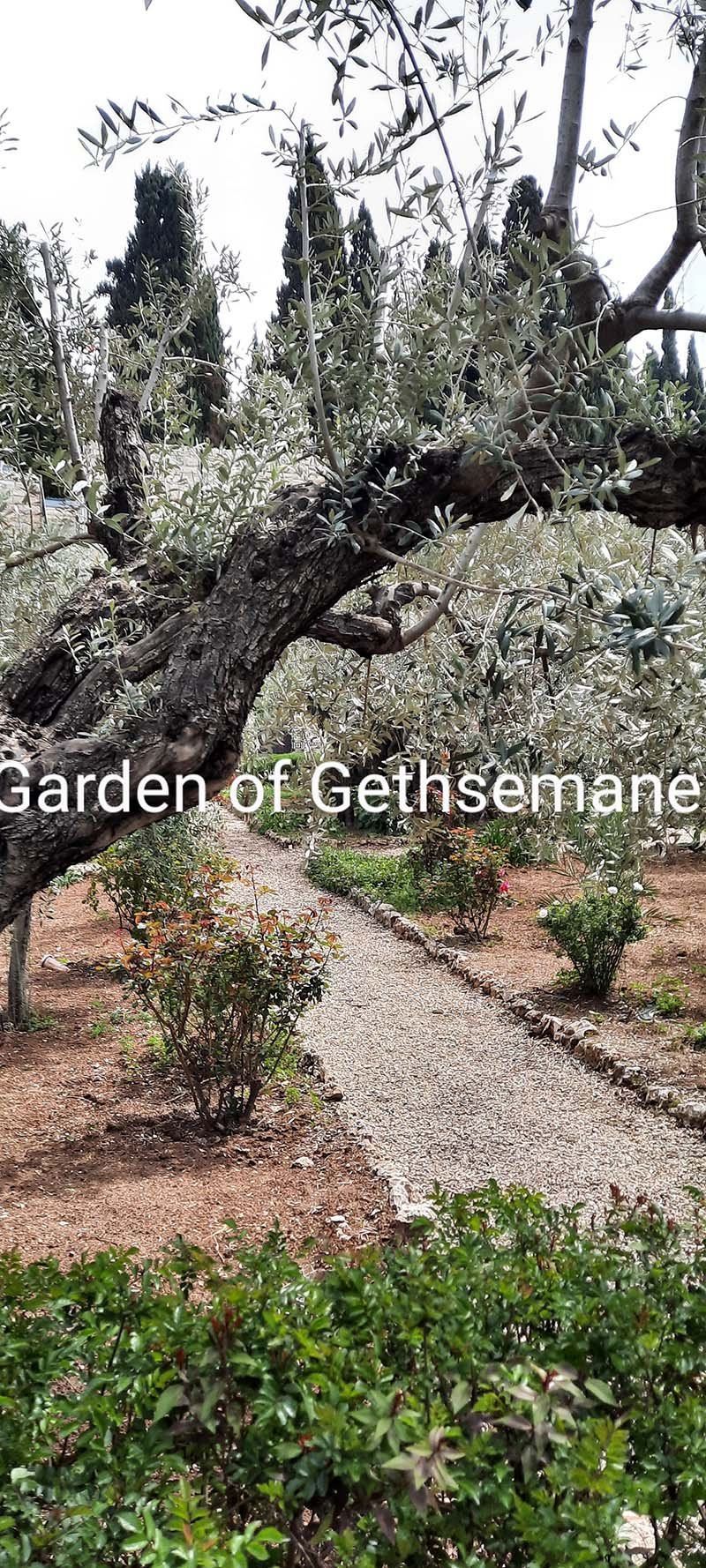 Garden of Gethsemane