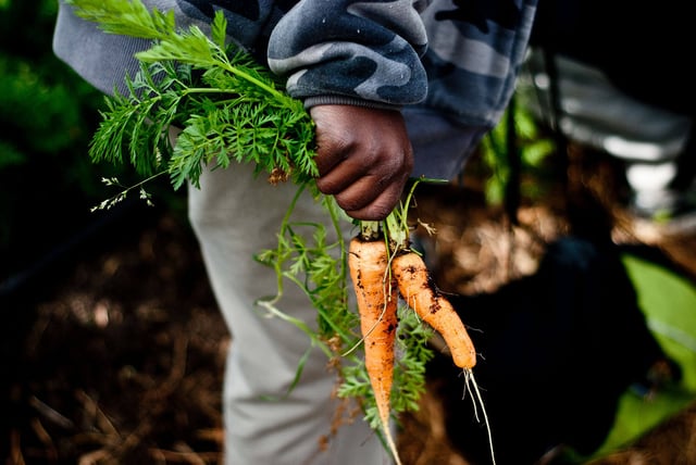 Picking carrots