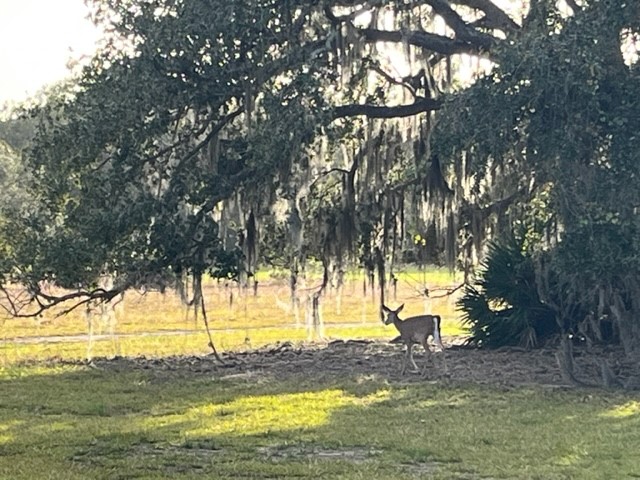 Camping in North Carolina with deer in a field