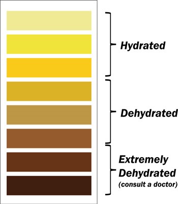 Hydration chart