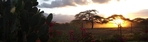 Sun setting behind acacia trees on a savanna, with cactus and pink flowers in front