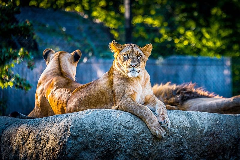 Lions at the zoo