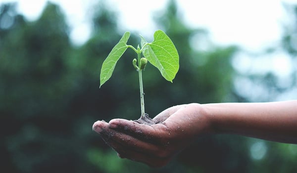 Outstretched hand holds a small green seedling growing from a pinch of soil against a blurred forest