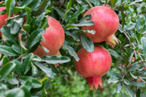 Pomegranates hanging on tree