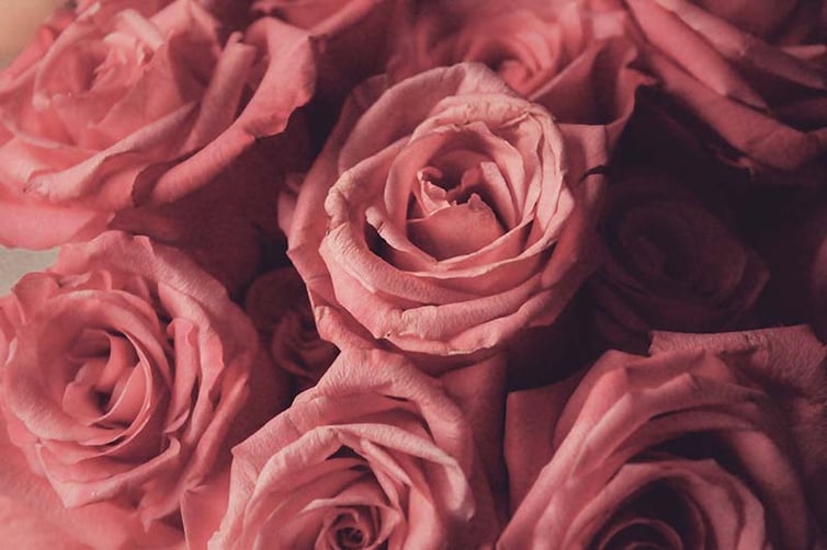 Pink roses up close