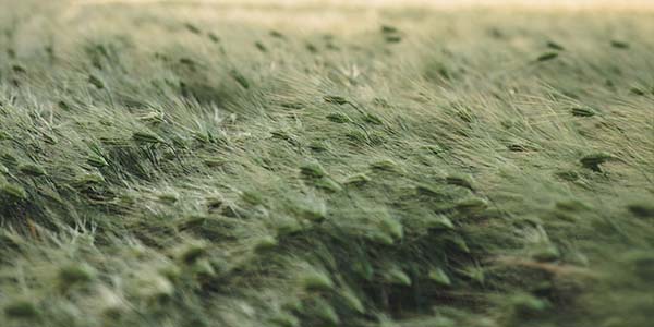 close up of grasses blowing in the wind