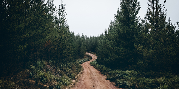 Winding dirt road leading through a dense pine forest under a pale sky