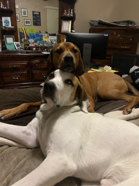 two hound dogs sitting on a bed