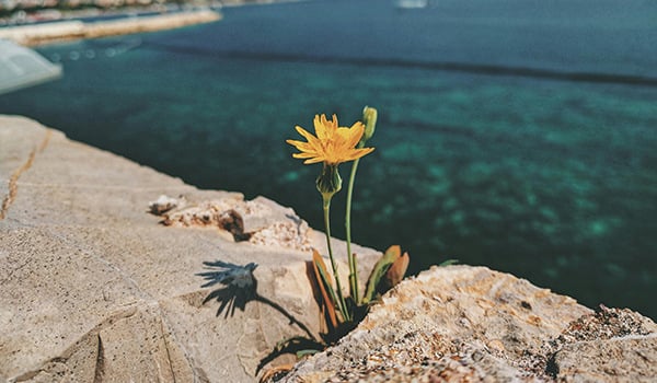 flower between two rocks