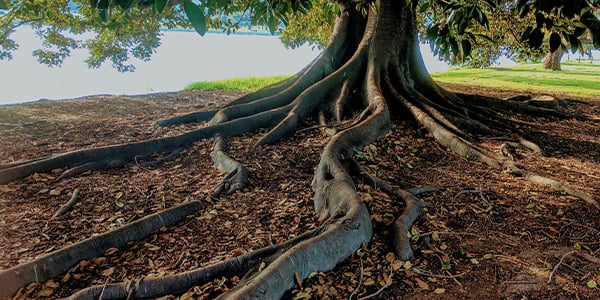 Large tree with thick roots spreading across leaf-covered ground near the water