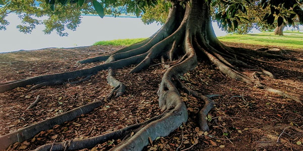 large tree roots