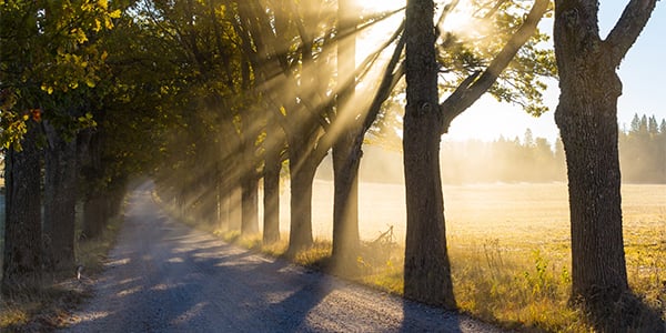 Sunbeams streaming through a row of trees along a gravel country road beside a golden field