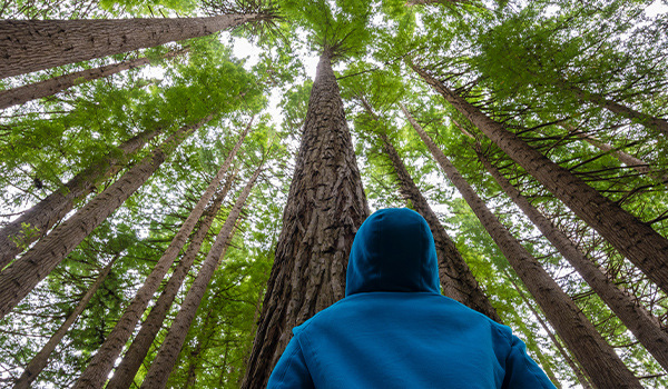 Person in a blue hoodie looking up at towering trees in a forest