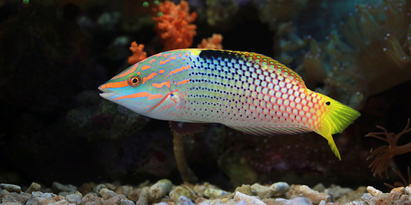 parrot fish