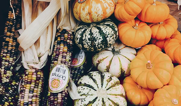 pumpkins and corn harvest