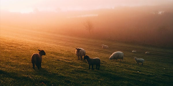 sheep at sunrise
