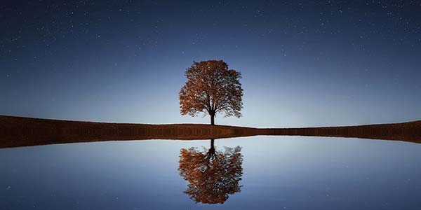 single tree at night reflecting in a pool of water