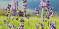 lavender in a field 