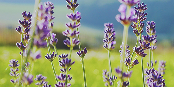 lavender in a field 