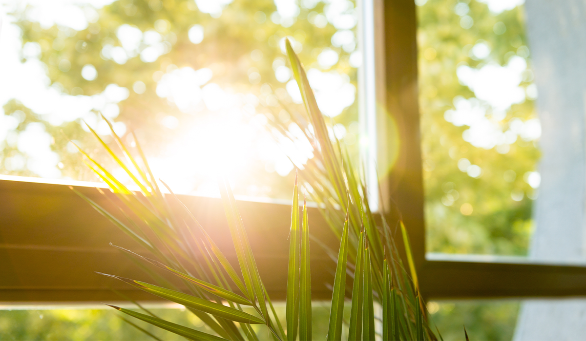 Green plant leaves are lit by sunlight coming through a window, with trees visible outside.