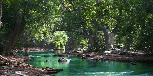 calm stream surrounded by large trees