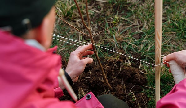 tying a tree to supports
