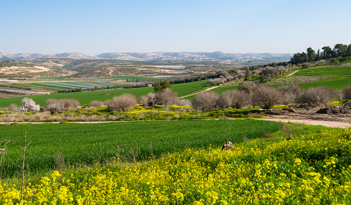 valley of elah