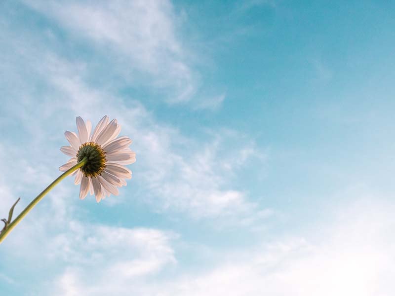 flower and sky