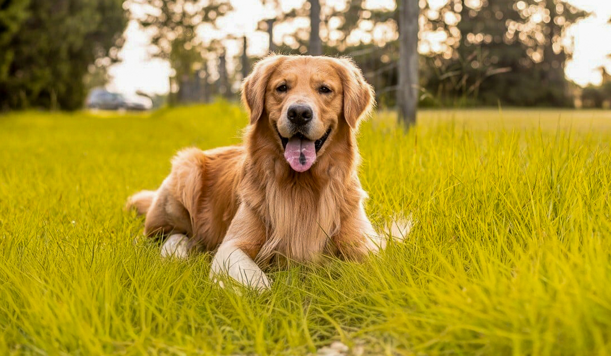 The dog named Sugar that the article is based on