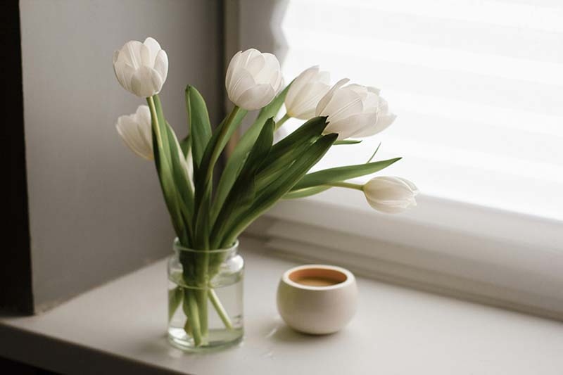 Tulips in a vase by a window